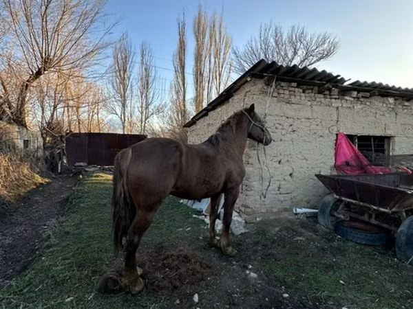 Horse (M), Horses — Kyrgyzstan