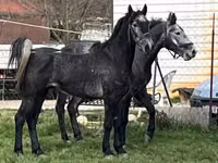 Ngựa (lô, chưa xác định giới tính), Lipizzaner — ảnh 5