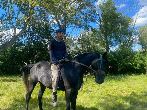 Horse (M), Anglo-Arabian — Kazakhstan