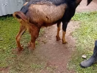 Արու այծ, Alpine goat — լուսանկար 3