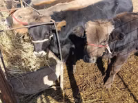 Bull, Alatau breed — photo 5