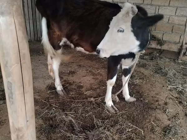 பசு, Simmental cattle