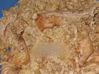 Soya Oil Cake/ Pure Soya Cake for Sale — φωτογραφία 1