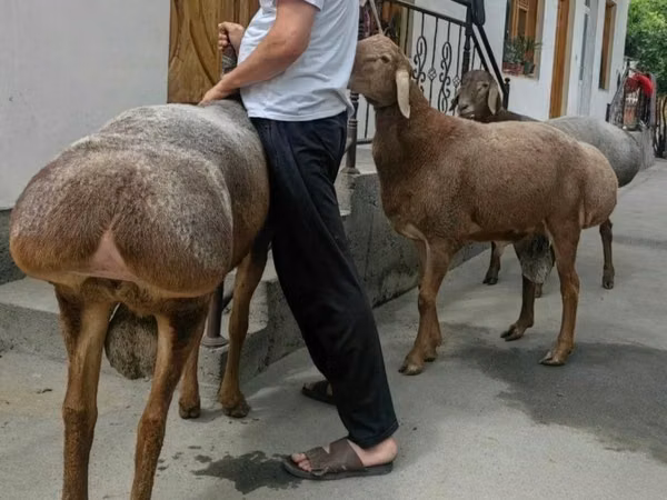 Kambing jantan, Sheep — Uzbekistan