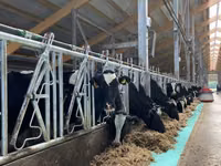 Vache, Race Holstein — photo 3