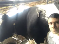 सांड, Russian Black pied cattle — फ़ोटो 4