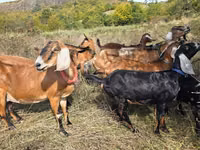 ছাগী, Nubian Goat — ছবি 1