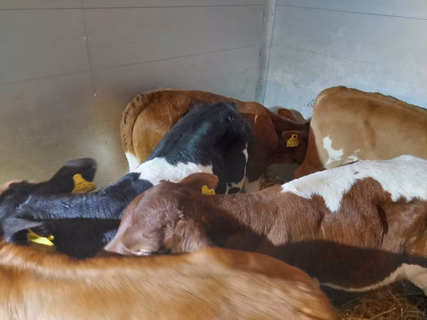 सांड, Simmental cattle — पोलैंड