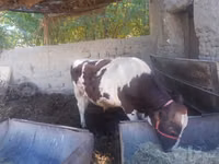 公牛, Simmental cattle — 照片 2
