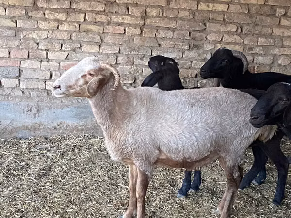 Biri-biri betina, Merino sheep