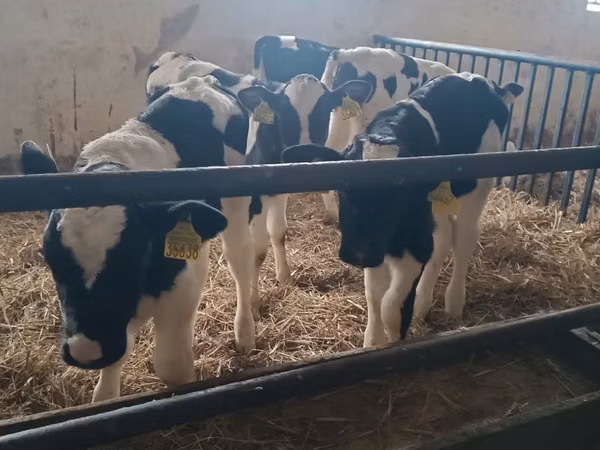 Boğa, Russian Black pied cattle