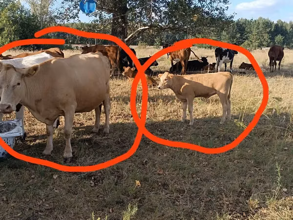 Cow, Simmental cattle