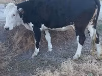 Cow, Holstein breed — photo 1
