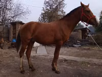公马, Horses — 照片 3