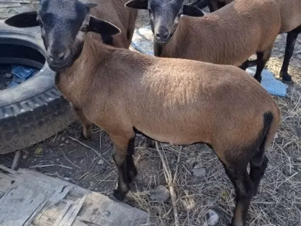 قوچ, Cameroon sheep