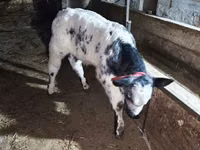 Bull, Belgian Blue — photo 7
