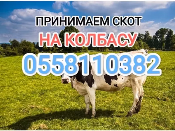 Bull, Holstein breed — Kyrgyzstan