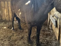 Mare, Horses — photo 1