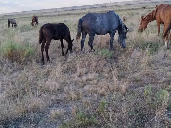 Kuda (batch, jenis kelamin tidak disebutkan), Horses