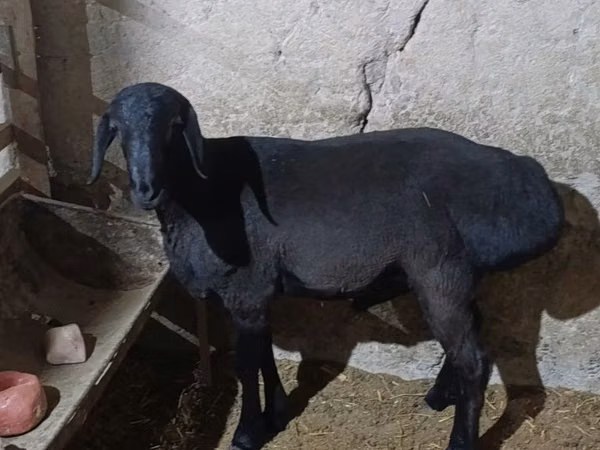 Խոյ, Hissar sheep