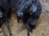 Kambing jantan, Sheep — foto 1
