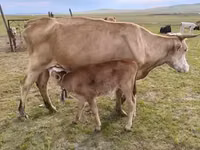 गाय, गोलस्टीन नस्ल — फ़ोटो 7