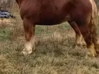 Aygır, Suffolk Punch — foto 7