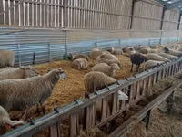 Sheep, Rouge de l’Ouest sheep — photo 3