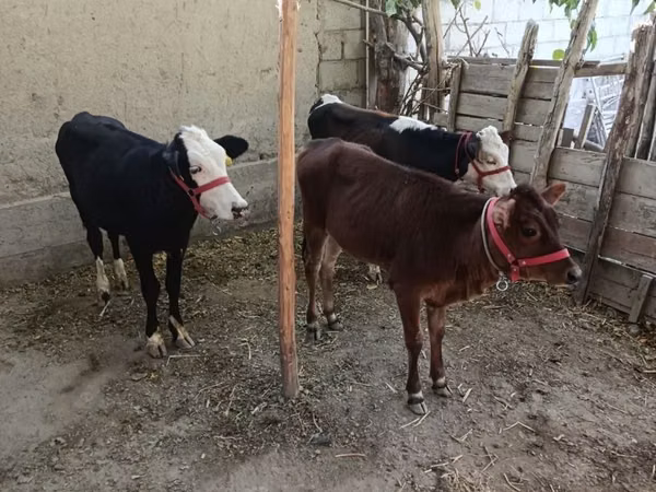 Cattle (batch, sex not specified), Kazakh White-headed cow — Uzbekistan