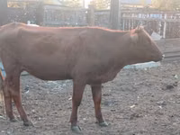 गाय, मवेशी — फ़ोटो 2