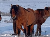 Ngựa đực, Mugalzhar horse — ảnh 3