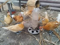 Chickens — 写真 1