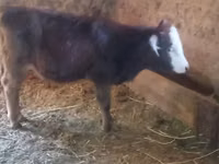 İnek, Swiss cattle — foto 4