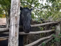 Модиён, Nonius horse — акс 3