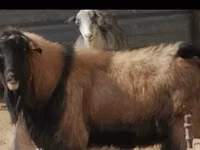 Qoʻchqor, Edilbay sheep — 2-rasm