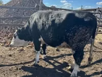 Vaca, Bovinos — foto 2