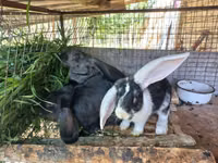 Клетка для кроликов. — photo 2