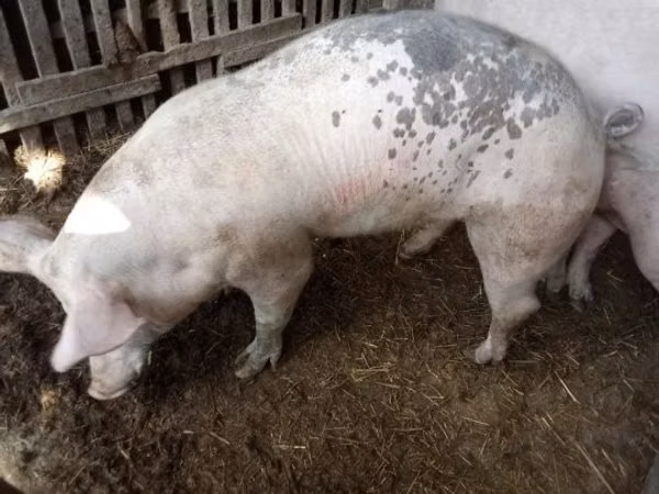 Boar, Pigs — Hungary