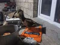 Ducks — foto 3
