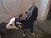 Bovins (lot, sexe non indiqué), Simmental cattle — photo 4