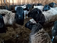 Ram, Sheep — photo 6