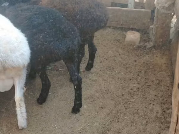 Sheep, Sheep — Kazakhstan