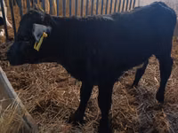 Lembu betina, Limousin cow — foto 3