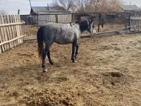 Horse (M), Horses — photo 1