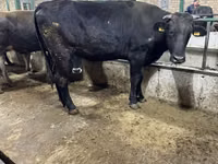 Vaca, Raza Alatau — foto 1