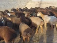Kambing jantan, Sheep — foto 3