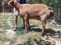 Sheep, Arashan sheep — photo 2