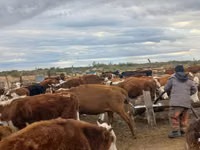 Sapi, Aberdeen-Angus — foto 3