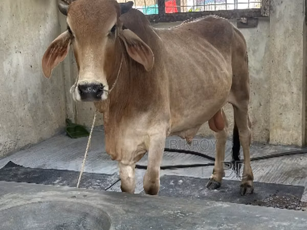 公牛, Cattle — 孟加拉国
