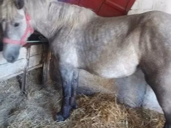 Mare, Horses